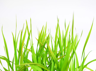 Green spring grass isolated on white background
