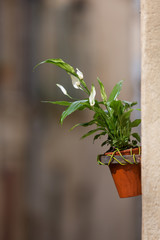 Blume Hauswand