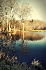 Vintage landscape. Trees on the shores of the lake.