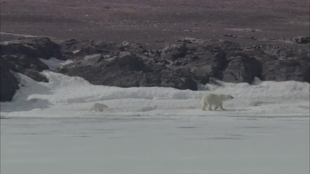 Polar Bears Trailing Norwegian Coastline