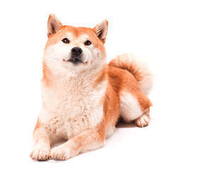 Shiba Inu sits on a white background