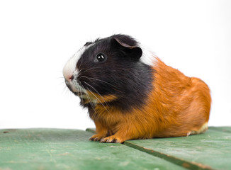 portrait of guinea pig stay on feet and hod on hand