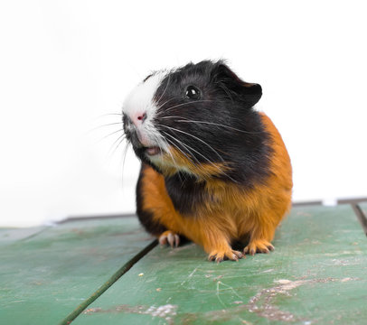 portrait of guinea pig stay on feet and hod on hand