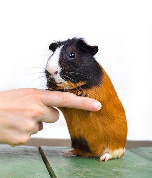 portrait of guinea pig stay on feet and hod on woman's hand fing