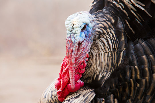 Portrait of angry thanksgiving turkey isolated on a over grey ba