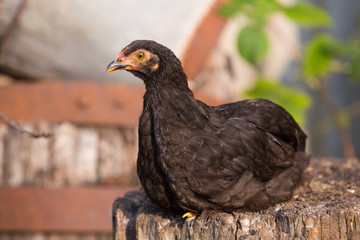 Young black turkey, chicken sitting