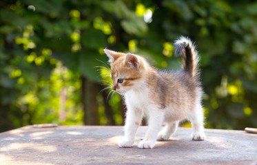 red, white kitten with blue eyes on green background