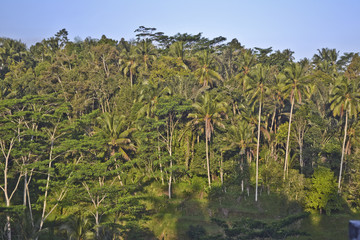 Risaie, Bali, Tegallalagan