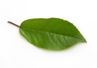 Fototapeta premium cherry green leaf isolated on white background
