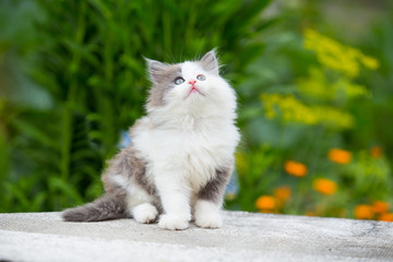 Naklejka na ściany i meble gray, white angry kitten with blue eyes and open mouth and sharp