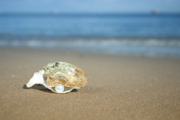 pearl in the shell
