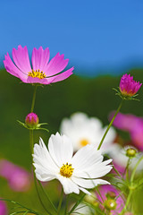 コスモス