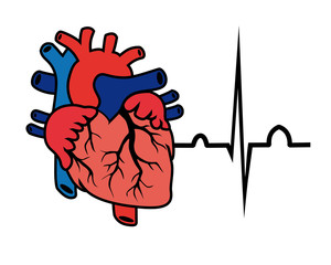 heart cardiogram