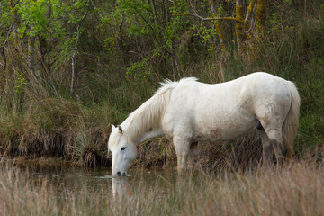 Fototapeta premium Camargue Schimmel weiden 2