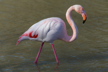 Flamingo 1