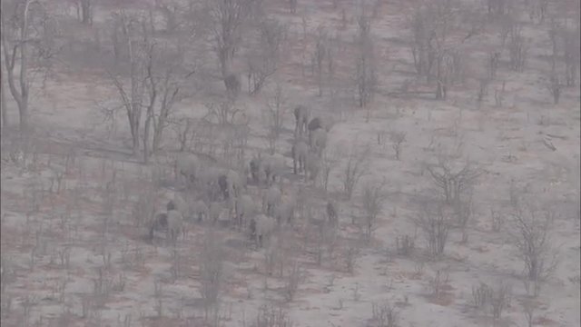 Elephants Migrating Savanna