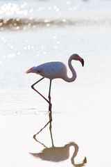 Flamingo Gegenlicht 2