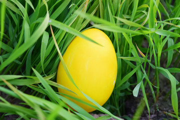 Easter Eggs with Fresh Green Grass over white background