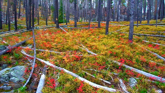 Lewis and Clark National Forest Montana