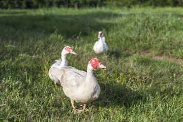 white ducks on green field, green grass, Agriculture
