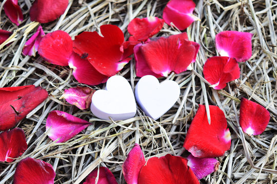 heart and rose petals on grass vintage