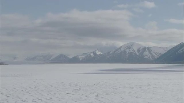 Tundra Polar Bears