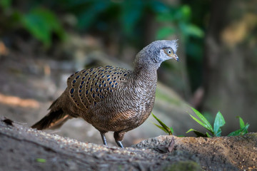 Portrait of Grey Peacock-Pheasant(Polyplectron bicalcaratum)