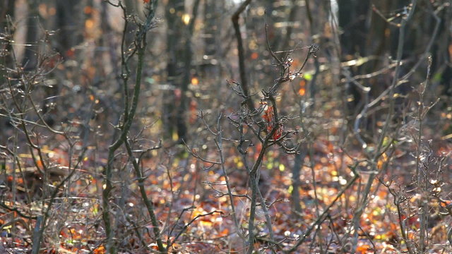 Cobwebs on the forest