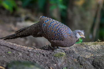 Grey Peacock-Pheasant(Polyplectron bicalcaratum) in nature