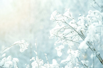 White winter background.