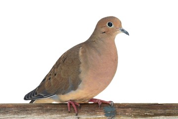 Mourning Dove on a Fence