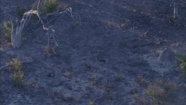 Wild Dogs