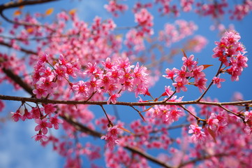 Superb Pink Cherry Blossoms in Spring Season