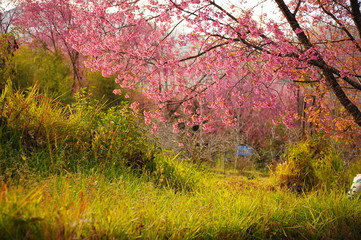 Spring Cherry Blossom Trees