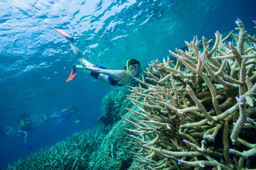 グレートバリアリーフでシュノーケリング