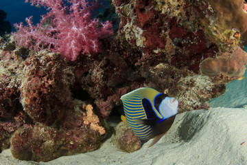 Naklejka na ściany i meble Emperor Angelfish on coral reef