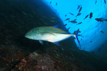 Trevally fish