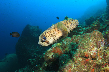 Porcupinefish