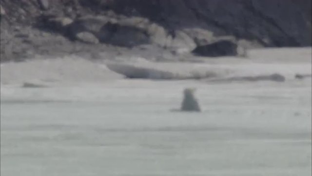 Polar Bear Swims Towards Coast