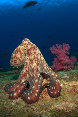 Naklejka premium Big Red Octopus on coral reef