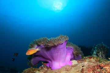 Anemone and clownfish in coral reef