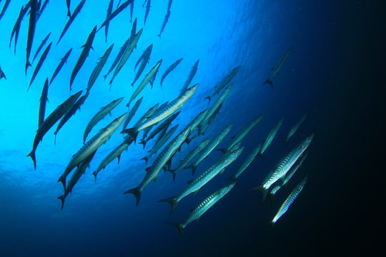 School Chevron Barracuda Fish