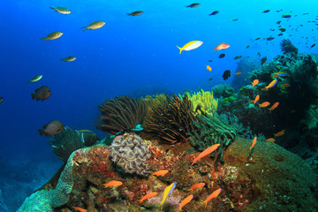 Naklejka na ściany i meble Coral and Fish underwater