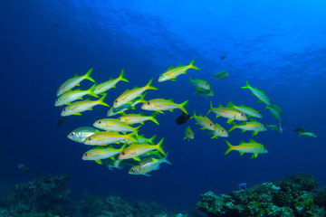Fototapeta na wymiar School of yellow Goatfish in ocean