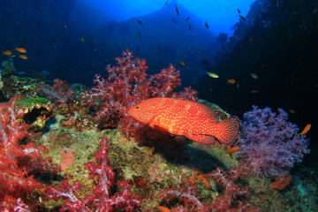 Grouper fish on coral reef