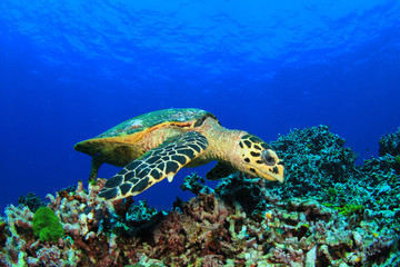 Obraz na płótnie Canvas Hawksbill Sea Turtle on coral reef