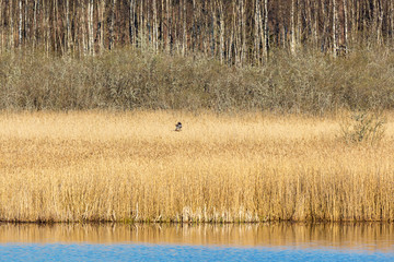 Reed at the lake