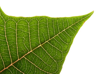green leaf of poinsettia christmas tree isolated