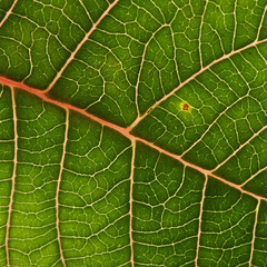 green leaf texture background of poinsettia christmas tree