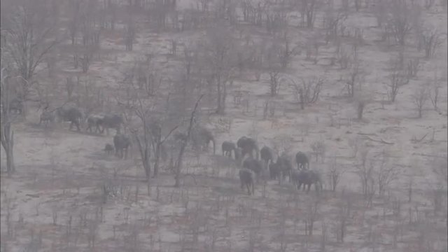 Elephants Migrating Savanna